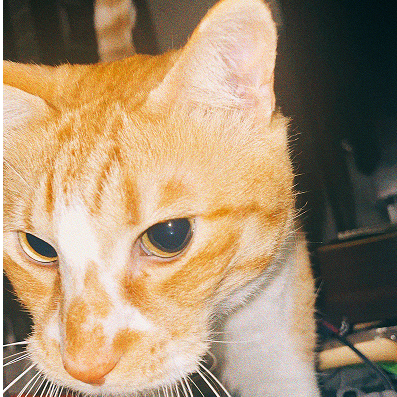 cat